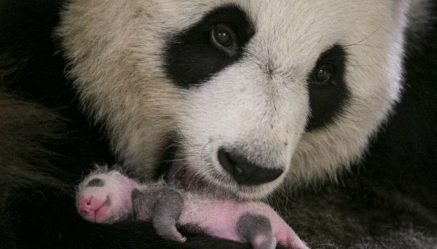 Come cresce un panda? Spettacolare video racconta un mese di vita