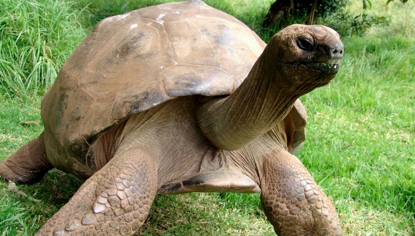 Vi presentiamo Jonathan: la tartaruga più vecchia del mondo