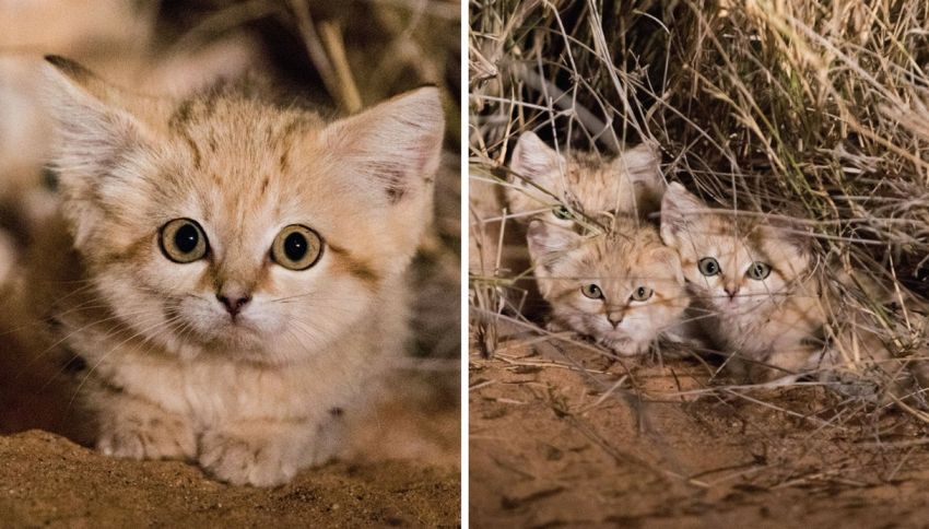 Fotografati per la prima volta i rarissimi gatti delle sabbie