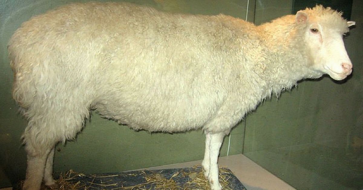 Dolly la pecora morte