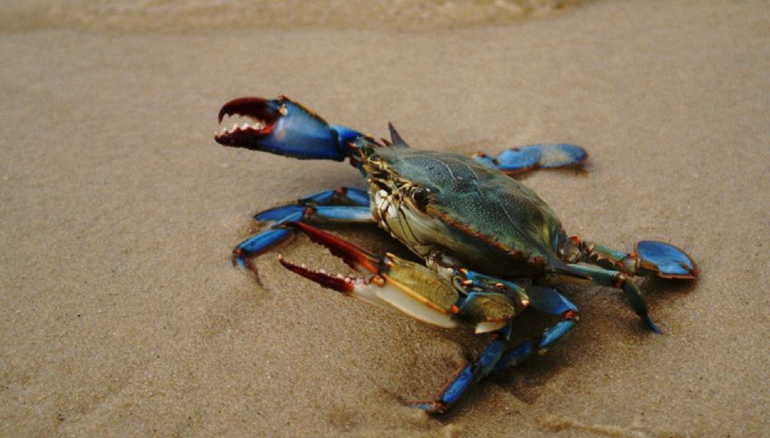 I granchi “alieni” blu invadono il Mediterraneo