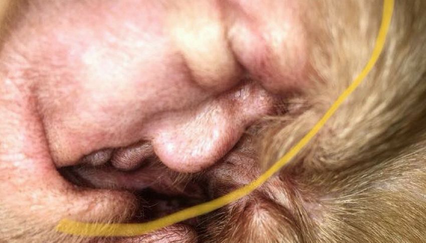 La faccia di Donald Trump nell’orecchio (peloso) di un cane