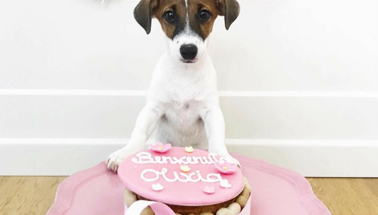 Torte per gli amanti dei cani: di chi è il compleanno?