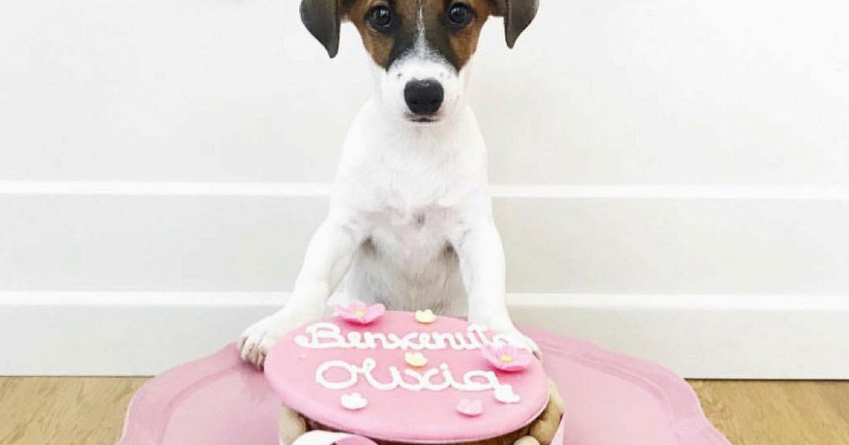 Dolci a forma di ossi e cuori, il boom della pasticceria per cani - la  Repubblica