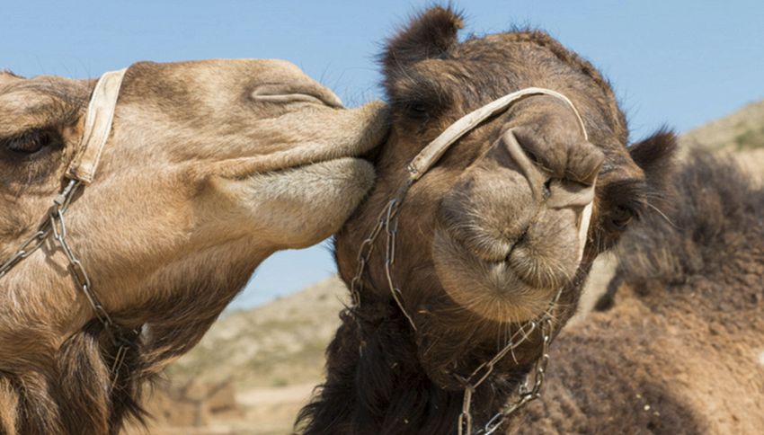 "Troppo botox": cammelli squalificati al concorso di bellezza