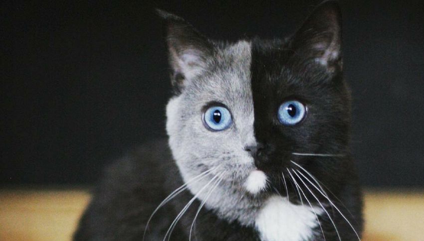 Narnia: il gatto chimera a due facce che spopola sul web