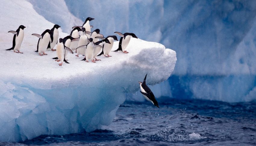 Antartide, scoperti pinguini che scappavano dal surriscaldamento