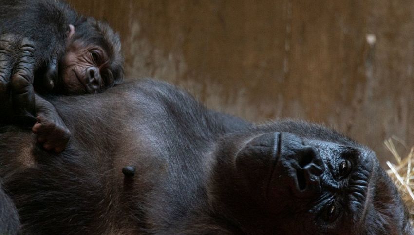 È nato Moke, il cucciolo di gorilla dello zoo di Washington