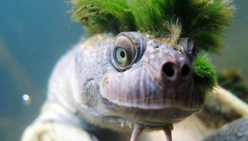 La tartaruga punk con la cresta verde è a rischio estinzione