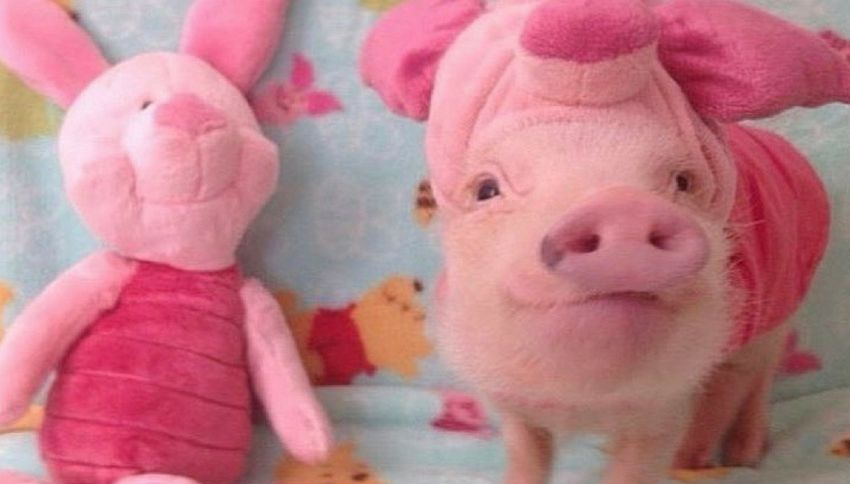 Vi presentiamo Prissy Pig, la maialina star di Instagram