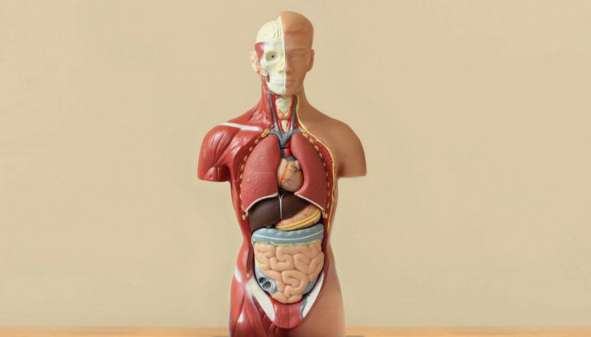 Queste 5 parti del corpo spariranno a brevissimo