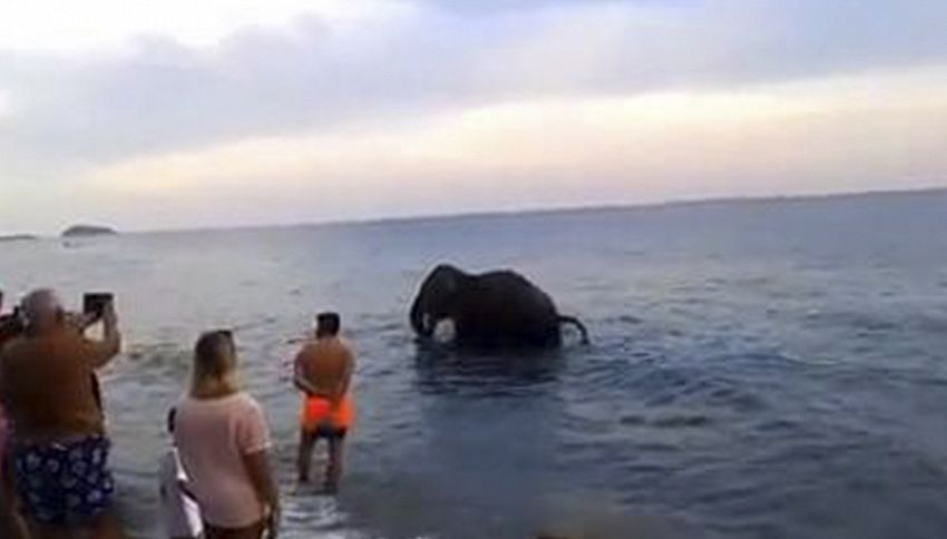 Elefante in mare, lo spettacolo che (forse) non avete visto
