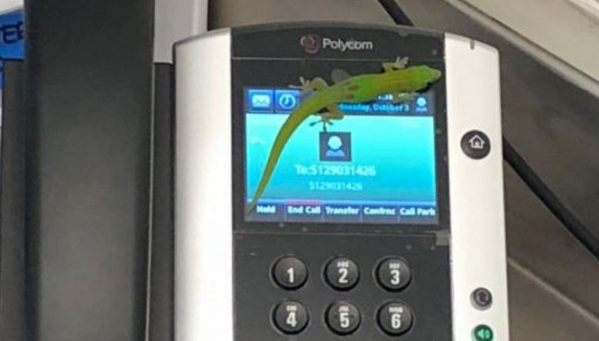 La storia del geco che ha telefonato a tutte le Hawaii