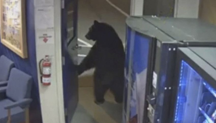 Un orso è entrato a comprare le merendine al commissariato