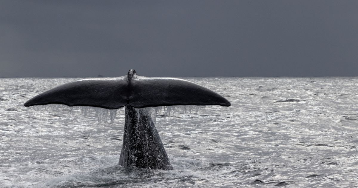 Conoscete la vera storia di Moby Dick? Il finale non è come quello del ...