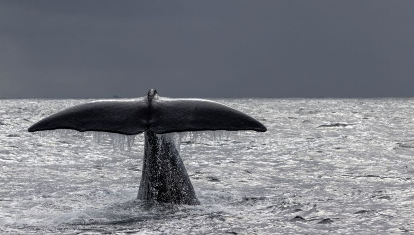 Conoscete la vera storia di Moby Dick? Il finale non è come quello del romanzo