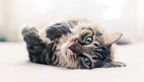 Storia di Alita, la gatta che ha adottato due cani orfani