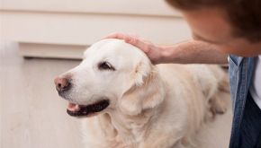 Pulisce se il cane sporca il marciapiede: non vedente premiato