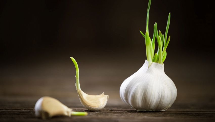 L'aglio germogliato fa male? Da oggi non lo butterete pi&ugrave;