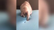 Il gattino e il mistero delle orme scomparse