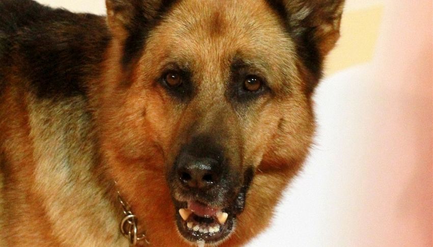 Il Commissario Rex torna in tv: il reboot in onda su RaiTre
