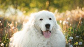 Cane nel Lambro: &egrave; salvo grazie all&rsquo;intervento di un dog sitter