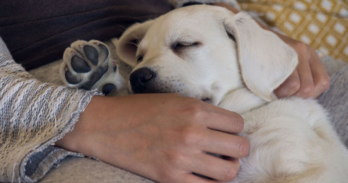 Cosa sognano i cani quando dormono? La risposta ti ...