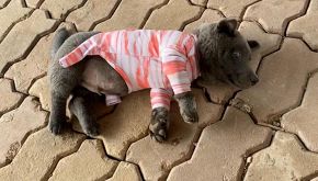 La nuova star del web? Un cucciolo di cane tra orso e gatto