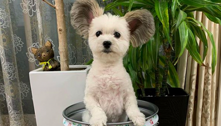 Goma, il 'cane Topolino' star di Instagram