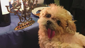 Marnie the dog: il commovente post su Instagram per l&rsquo;addio