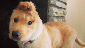 Rae, il cane 'unicorno' con un solo orecchio