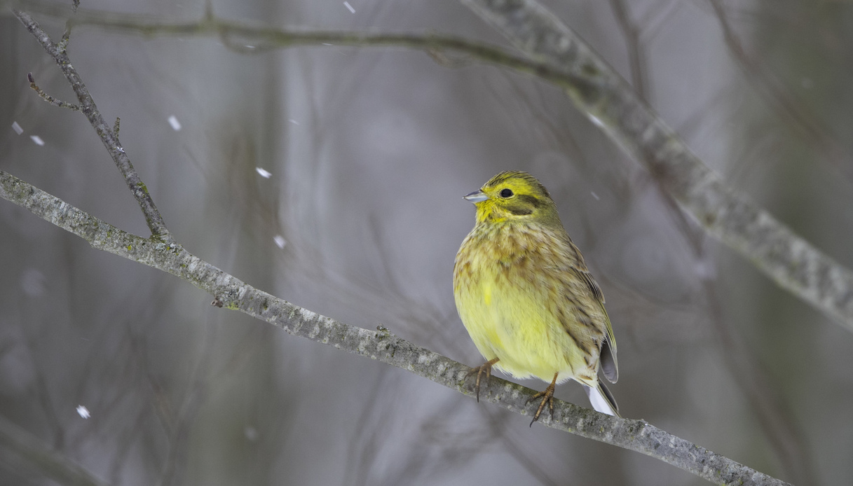 In Piemonte Avvistato Lo Zigolo Giallo In Via D Estinzione Supereva