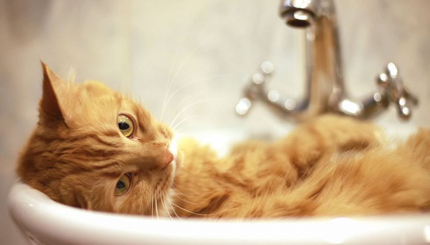 Il tuo gatto ti segue in bagno? Ecco cosa dovresti sapere