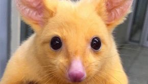 Le foto degli animali pi&ugrave; strani diventate virali sul web