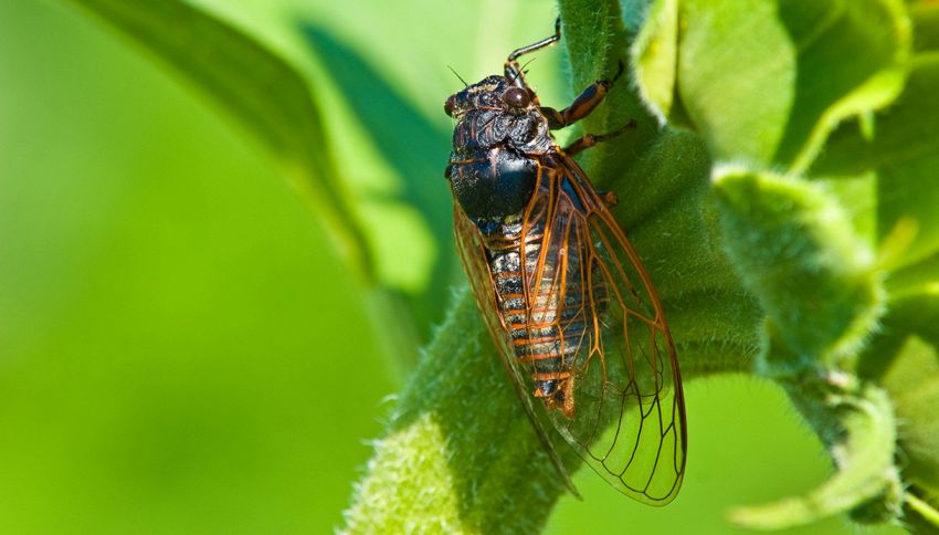 Un virus preoccupa gli esperti: cosa sappiamo sulla malattia delle cicale e perch&eacute; la primavera &egrave; un periodo critico