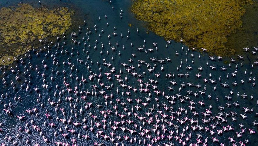 L'immagine di migliaia di fenicotteri rosa è spettacolare
