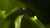 Perché le lucciole si illuminano?