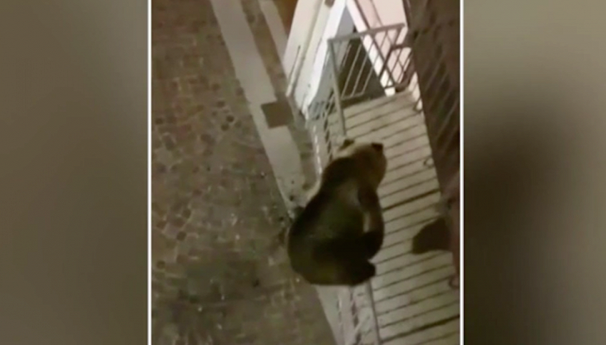 Calliano, orso passeggia per strada e si arrampica su un balcone