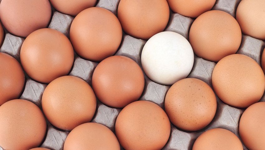 Le uova bianche sono più sane di quelle marroni? Non è come pensi