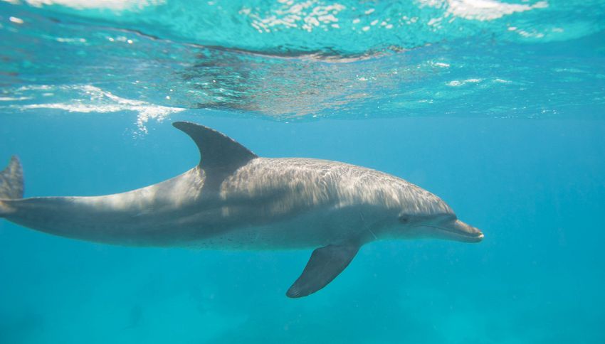 Un delfino cerca di attirare persone sulla spiaggia deserta