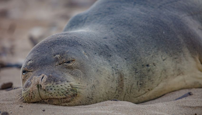 L’isola di Capraia limita gli accessi a difesa della foca monaca
