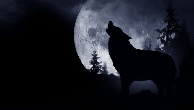 Perché i lupi e cani ululano alla luna?