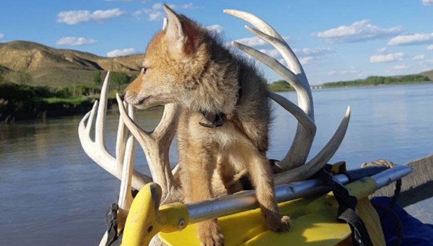 Salva un cucciolo di coyote e lo tiene con sé per dieci giorni