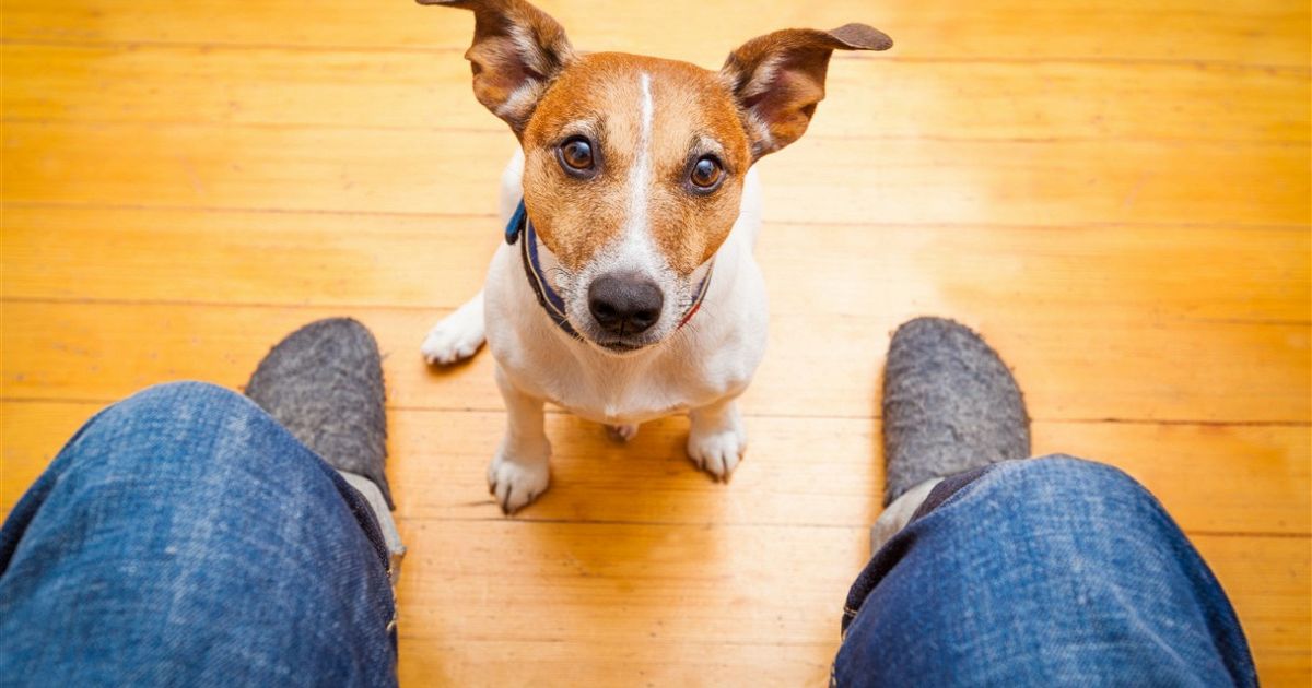 Sai perché il tuo cane ti segue ovunque, anche in bagno?