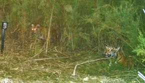 La foto di due tigri del Bengala diventa virale su Twitter