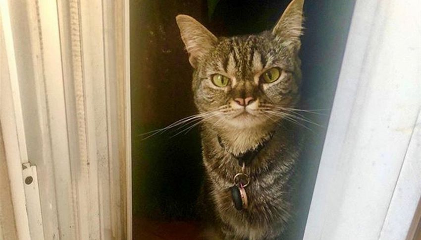 Gattina con due nasi diventa star su Instagram