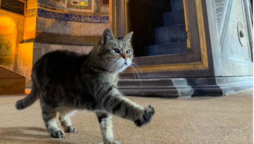 Il gatto che vive ad Hagia Sofia è una star del web