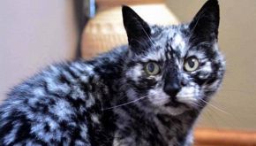 Scrappy, il gatto che ha cambiato 'colore'