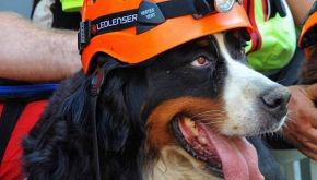 Addio a Kreole, il cane eroe: il messaggio dei Vigili del Fuoco
