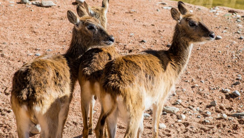 Al Parco Le Cornelle nati due cuccioli di antilope